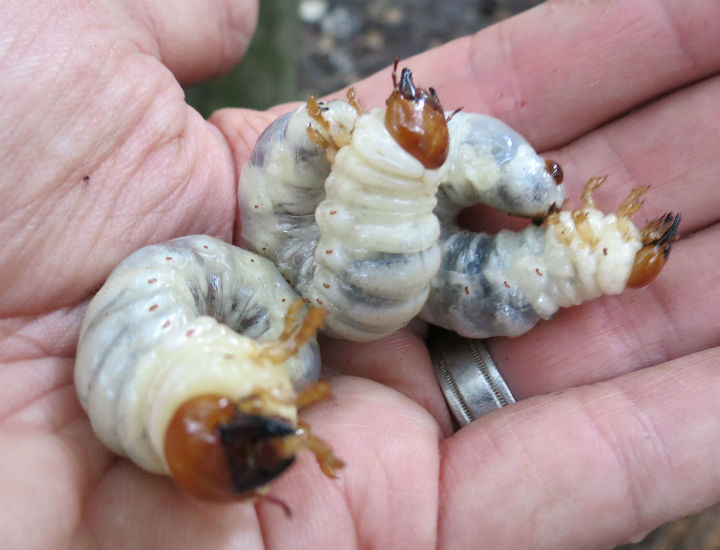 Bess Beetle Grubs